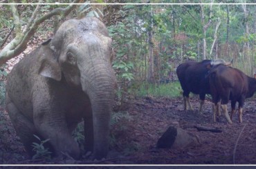 តាមរយៈម៉ាស៊ីនស្វ័យប្រវត្តិមន្ត្រីបរិស្ថាននិងអ្នកអភិរក្សរកឃើញសត្វព្រៃចំនួន 7 ប្រភេទជាក្រុមប្រភេទសត្វជិតផុតពូជទទួលរងការគំរាមកំហែង