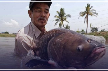 ត្រីកាហោ ត្រីក្បាលឡានឬត្រីគល់រាំងជាមច្ឆាជាតិនិមិត្តរូបនៃព្រះរាជាណាចក្រកម្ពុជា