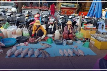 ត្រីមេពូជធំៗរួមទាំងប្រភេទត្រីជិតផុតពូជនៅដងទន្លេមេគង្គលើត្រូវបានគេនេសាទមកលក់លើទីផ្សារខេត្តស្ទឹងត្រែង