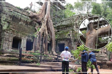 ក្រុមការងារព្រៃឈើកំពុងកាត់ក្រី និងព្យាបាលជំងឺដើមស្ពង់ចំណាស់នៅប្រាសាទតាព្រហ្ម