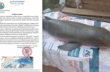 ប្រទះឃើញសត្វផ្សោតទន្លេមេគង្គ០១ក្បាលងាប់ដោយសារជាប់មង នៅស្រុកមុខកំពូល ខេត្តកណ្តាល