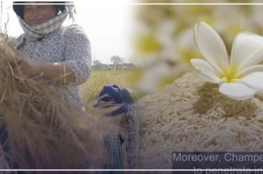 ពូជស្រូវក្រអូបថ្មីឈ្មោះចំប៉ីស70 [CPS70]ជាពូជស្រូវថ្មីបង្កាត់ចេញពីពូជស្រូវកម្ពុជាដែលទទួលបានពានរង្វាន់ 5ដងគឺពូជស្រូវផ្ការំដួល