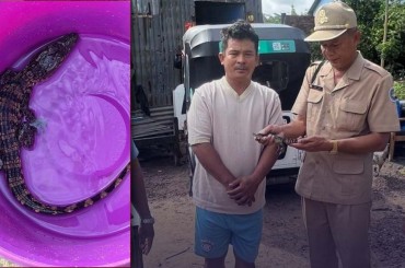 ប្រជាពលរដ្ឋម្នាក់ ចាប់បានកូនក្រពើភ្នំ០១ក្បាល ទំងន់០.២០គ.ក្រ នៅខាងក្រោយតំបន់សេដ្ឋកិច្ចពិសេស