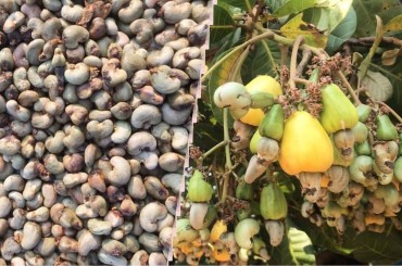 កម្ពុជា រកចំណូលបាន ៨២០លានដុល្លារ ពីការនាំចេញគ្រាប់ស្វាយចន្ទីទៅវៀតណាម ធ្លាក់ចុះជិត ១៦% ក្នុងរយៈពេល ៨ខែឆ្នាំនេះ