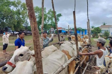 ការិយាល័យផលិតកម្ម និងបសុព្យាបាល រៀបចំចាក់វ៉ាក់សាំងការពារជំងឺអុតក្តាមសត្វគោក្របី ចំនួន ៣០០ក្បាលជូនកសិករ នៅឃុំកំពង់ស្វាយ ស្រុកកំពង់ស្វាយ