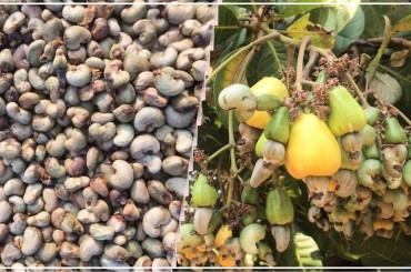 កម្ពុជានាំចេញគ្រាប់ស្វាយចន្ទី ទៅវៀតណាមជាង ២៣ម៉ឺនតោន បានចំណូលជាង ៣០០លានដុល្លារ