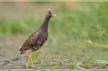 សត្វត្លុមមានវត្តមានច្រើននៅតំបន់ការ ពារទេសភាពបឹងព្រែកល្ពៅ