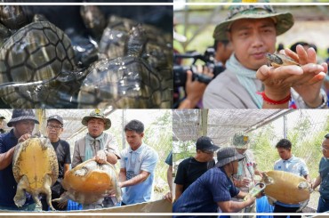 សត្វអណ្ដើកហ្លួងជាសត្វដ៏កម្រជិតផុតពូជនិងមានរស់នៅតែតាមដងព្រែកស្រែអំបិល
