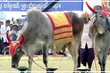 ព្រះរាជពិធីច្រត់ព្រះនង្គ័លប្រារព្ធឡើងនៅបរិវេណកីឡដ្ឋានខេត្តកំពង់ធំក្រោមព្រះរាជាធិបតីភាពព្រះមហាក្សត្រខ្មែរ