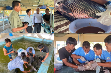 អ្នកជំនាញកម្ពុជាបានបង្កាត់ ភ្ញាស់កូនត្រីគល់រាំង ទទួលជោគជ័យជាលើកដំបូង