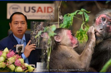 ស្វាអង្កត់ស្ថិតក្នុងប្រភេទសត្វមានដោយកម្រហើយតូវបានចុះបញ្ជីក្រហមរបស់អង្គការ IUCNថាជាប្រភេទងាយរងគ្រោះលើពិភពលោក