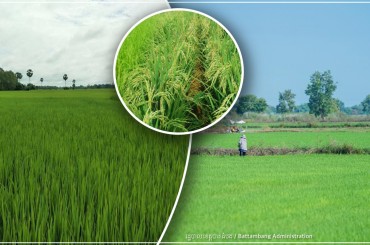 ស្រូវជាង៦៣ពាន់ហិកតា ត្រូវបានដាំស្ដារឡើងវិញ ក្រោយទឹកស្រក