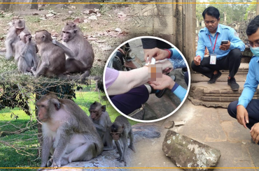 ស្វានៅតំបន់អង្គរបង្កហានិភ័យដល់ភ្ញៀវទេសចរនិងប្រាសាទ